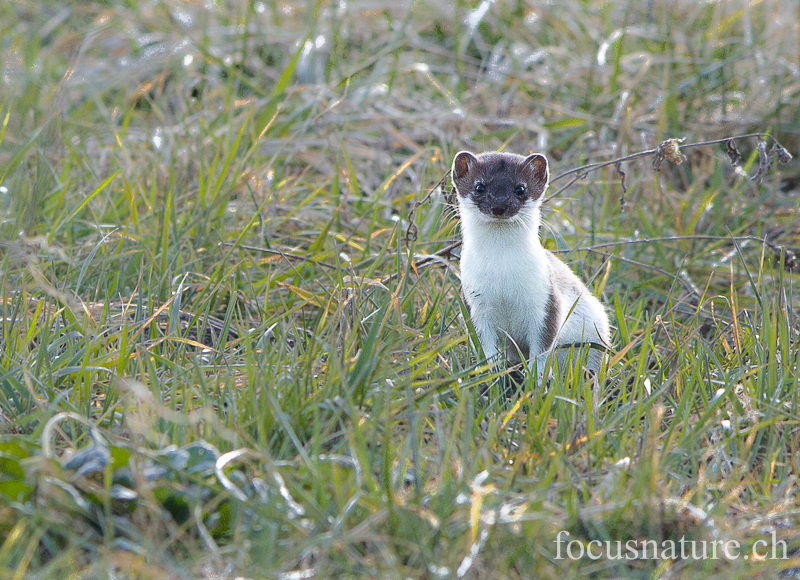 Hermine 5627.jpg - Hermine, Mustela erminea, en pelage d'hiver, début de mue (Genève, Suisse, mars 2013)